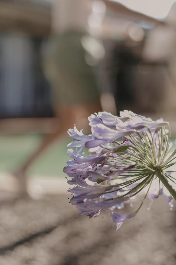 Villa Rose Guesthouse & Venue Bloemfontein Dış mekan fotoğraf